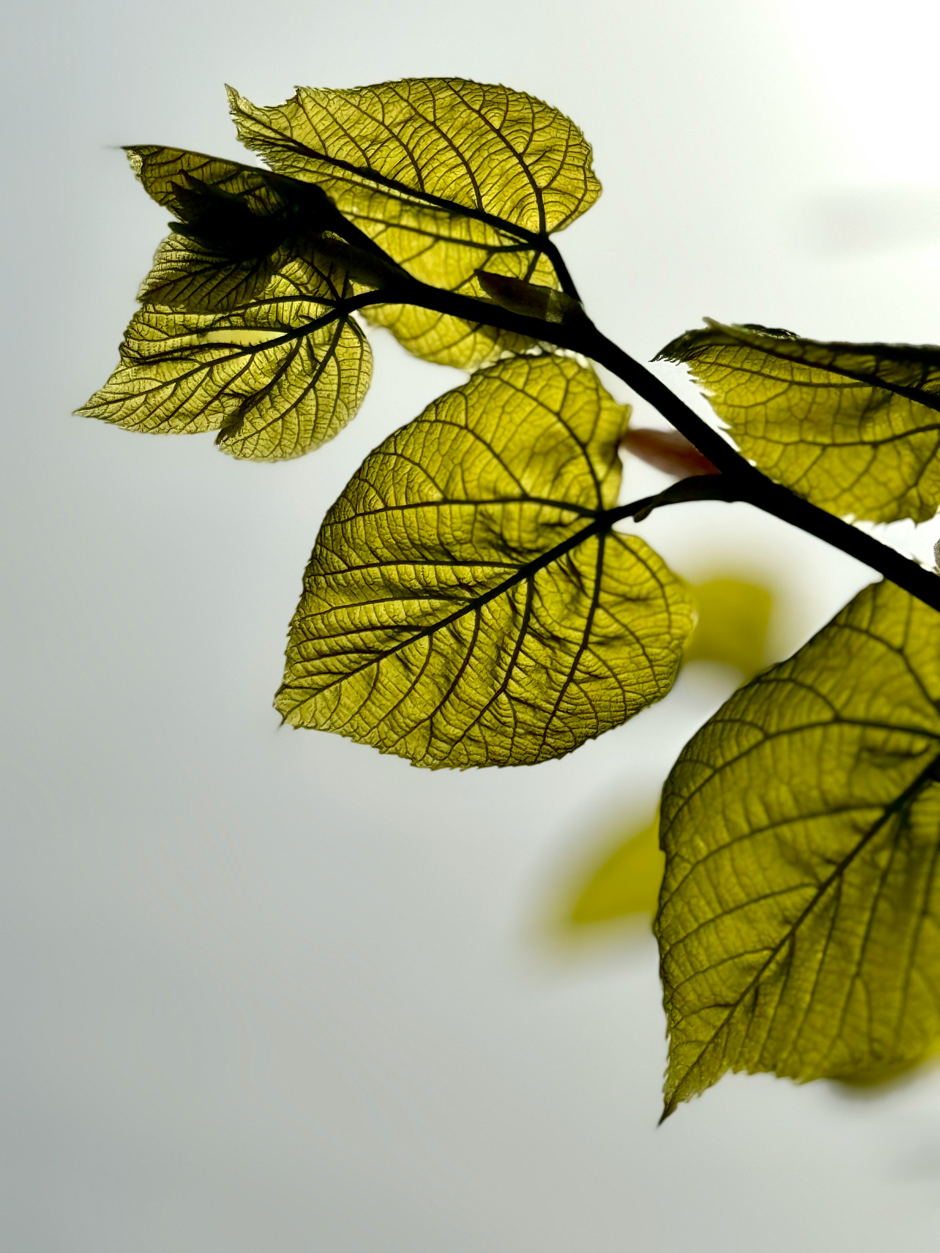 Photo of tree leaves under the sun