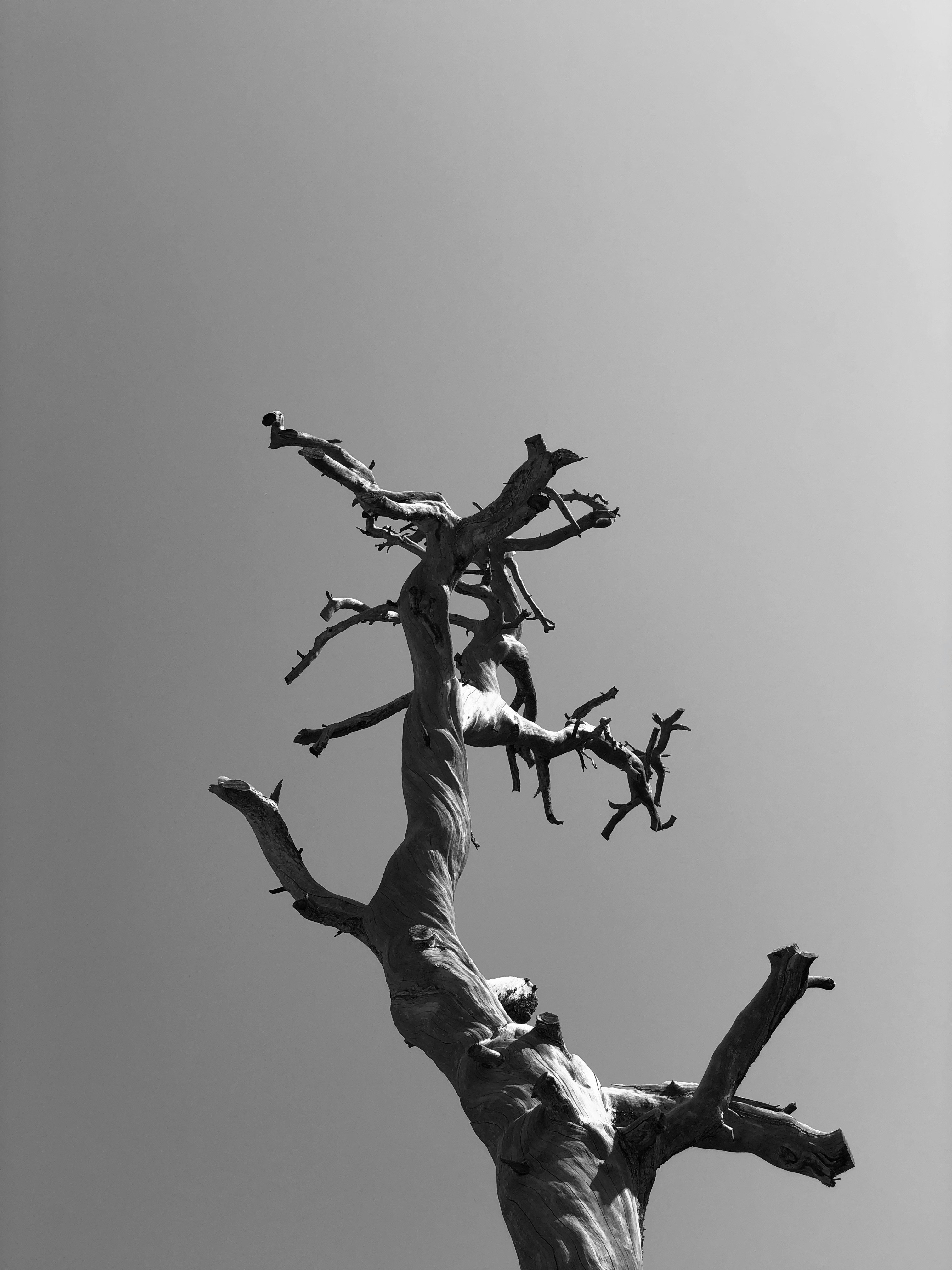 Black and white photo of a dry tree