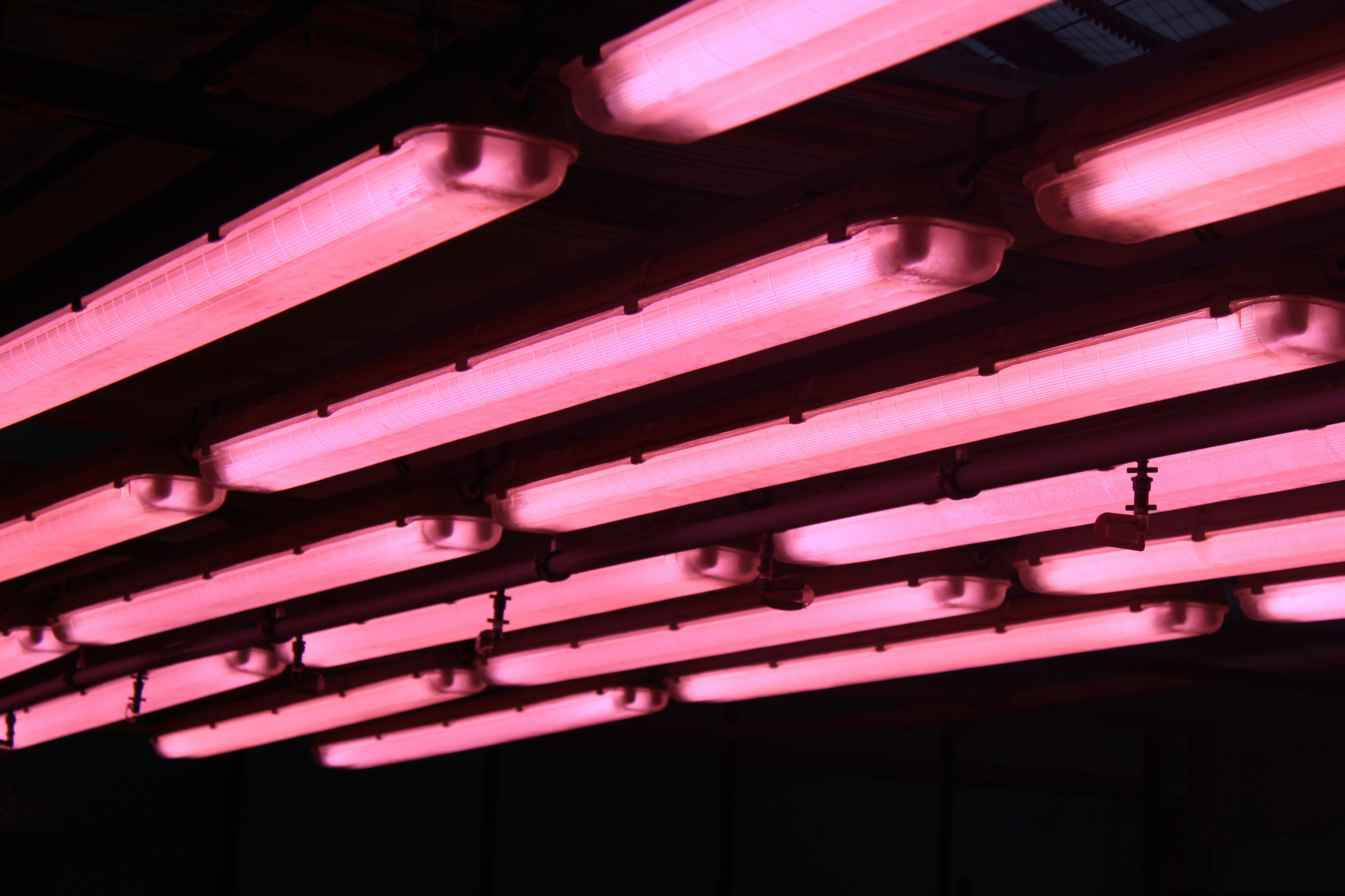 Photo of the pink overhead lights